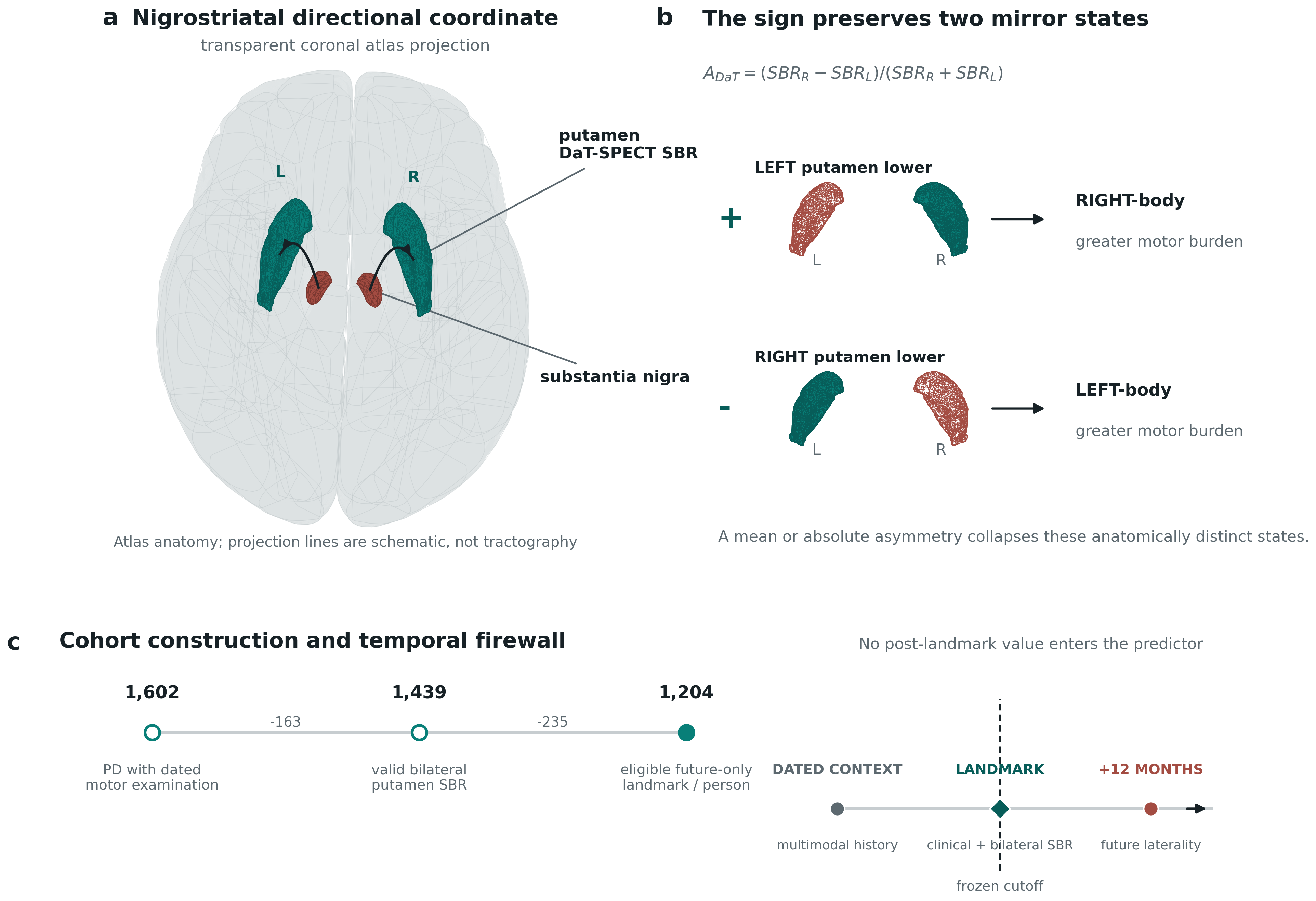 Atlas-based left and right putamen coordinate linked to contralateral clinical laterality and future side-balance