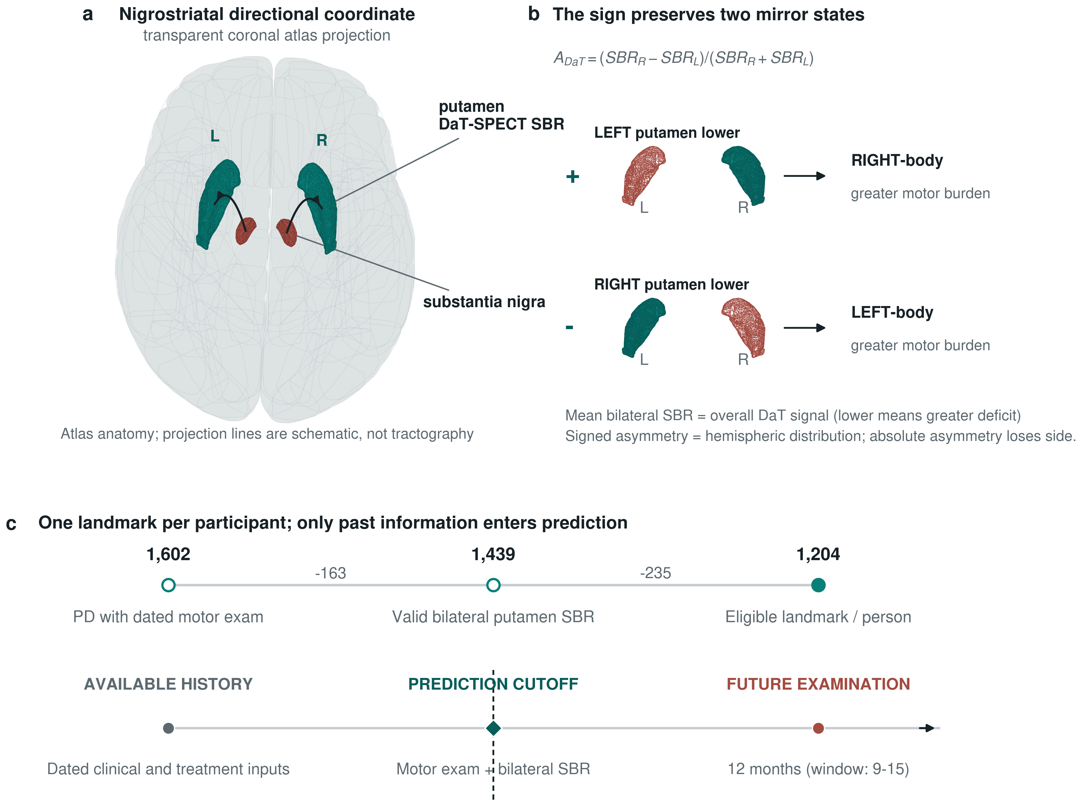 Atlas-based left and right putamen coordinate linked to contralateral clinical laterality and future side-balance