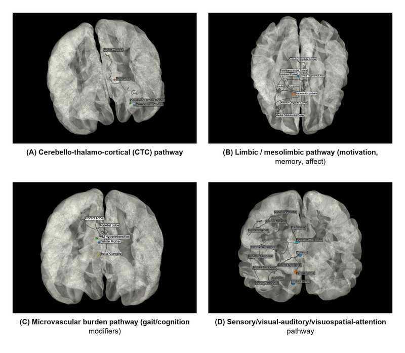 Cerebello-thalamo-cortical, limbic, microvascular, and sensory pathway schematics