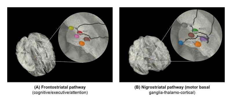 Frontostriatal and nigrostriatal pathway schematics